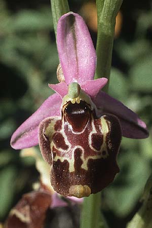 Ophrys colossaea \ Hummel-Ragwurz / Late Spider Orchid, Rhodos,  Kallithea Terme 25.4.1987 