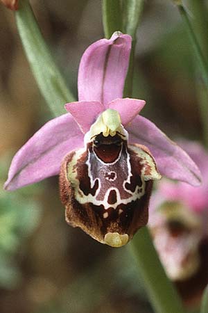 Ophrys colossaea \ Hummel-Ragwurz / Late Spider Orchid, Rhodos,  Dimilia 28.4.1987 