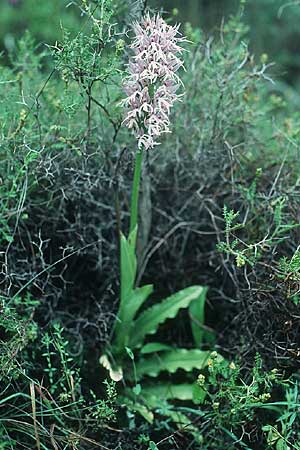 Orchis italica / Wavy-Leaved Monkey Orchid, Italian Man Orchid, Rhodos,  Laerma 1.5.1987 