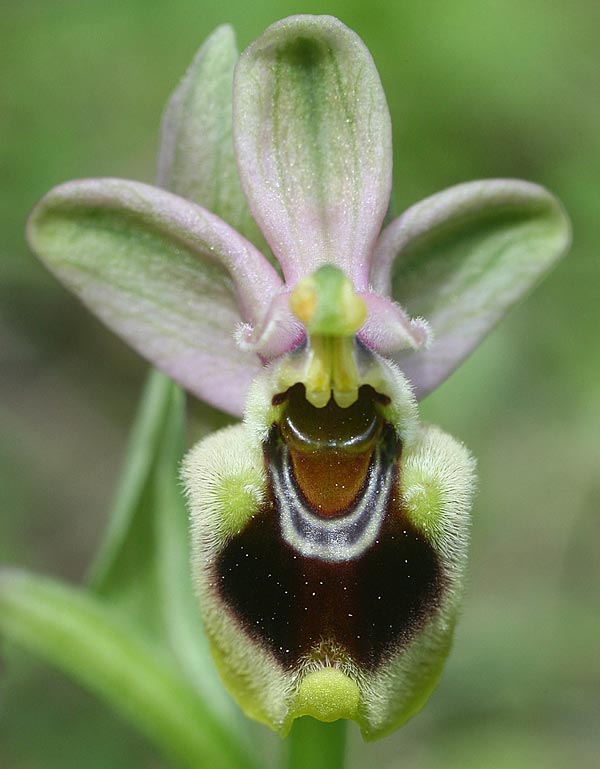 Ophrys korae / Kore Bee Orchid, Rhodos,  Kallithea Terme 25.3.2013 (Photo: Helmut Presser)