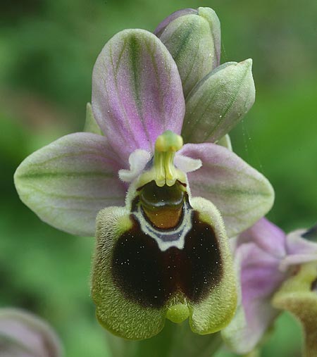 Ophrys korae \ Kore-Ragwurz / Kore Bee Orchid, Rhodos,  Kallithea Terme 25.3.2013 (Photo: Helmut Presser)