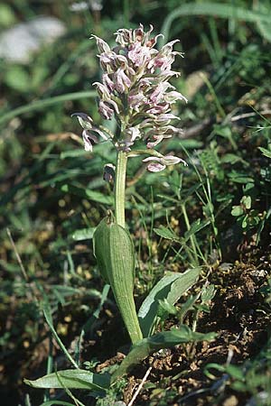 Neotinea lactea \ Milchweißes Knabenkraut / Milky Orchid, Rhodos,  Apollona 24.3.2005 