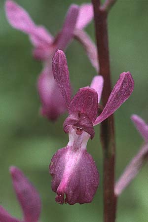 Anacamptis laxiflora \ Lockerblütiges Knabenkraut, Rhodos,  Laerma 1.5.1987 