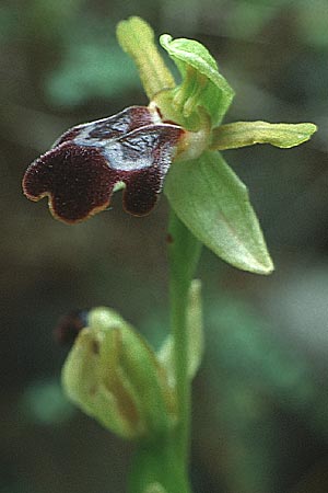 Ophrys eptapigiensis / Seven-Sources Bee Orchid (?), Rhodos,  Embona 11.5.1991 