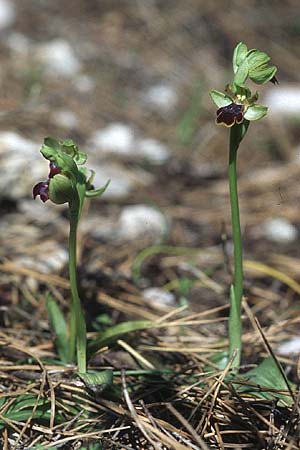 Ophrys bilunulata subsp. sancti-isidorii \ Sankt-Isidor-Ragwurz / Saint Isidore Bee Orchid, Rhodos,  Epta Piges 20.3.2005 