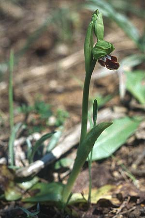 Ophrys lindia \ Lindos-Ragwurz / Athena-Lindia's Orchid, Rhodos,  Kattavia 25.3.2005 