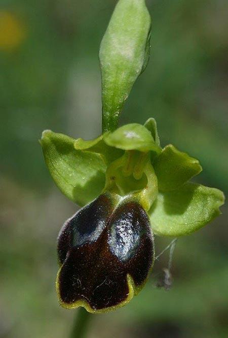 Ophrys lindia \ Lindos-Ragwurz / Athena-Lindia's Orchid, Rhodos,  Prasonisi 4.4.2013 (Photo: Helmut Presser)