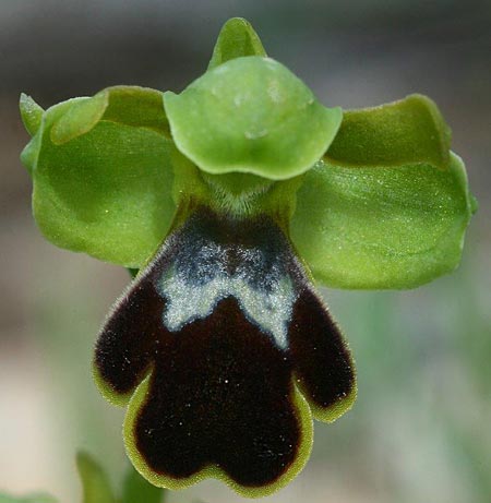 Ophrys lindia \ Lindos-Ragwurz / Athena-Lindia's Orchid, Rhodos,  Prasonisi 4.4.2013 (Photo: Helmut Presser)