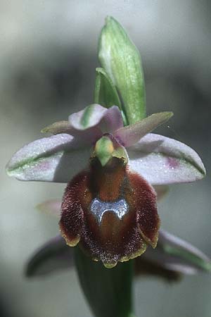 Ophrys lucis \ Rhodische Ragwurz, Licht-Ragwurz, Rhodos,  Agios Isidoros 24.3.2005 