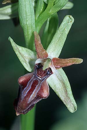 Ophrys mammosa / Mammosa Orchid, Rhodos,  Lardos 21.3.2005 