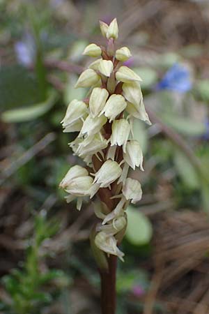 Neotinea maculata \ Keuschorchis, Rhodos,  Akramitis 21.3.2023 