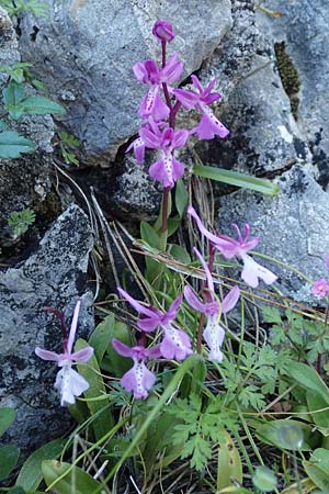 Orchis anatolica \ Anatolisches Knabenkraut / Anatolian Orchid, Rhodos,  Profitis Ilias 25.3.2019 