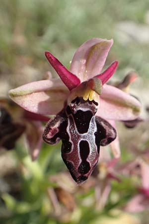 Ophrys cretica subsp. beloniae / Naxos Bee Orchid, Rhodos,  Kattavia 1.4.2019 