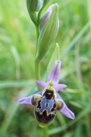 Ophrys heldreichii \ Heldreichs Ragwurz, Rhodos,  Embona 31.3.2019 
