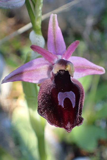 Ophrys ferrum-equinum / Horseshoe Orchid, Rhodos,  Kolymbia 18.3.2023 