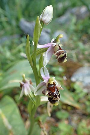 Ophrys heterochila / Various-Lip Bee Orchid, Rhodos,  Profitis Ilias 2.4.2019 