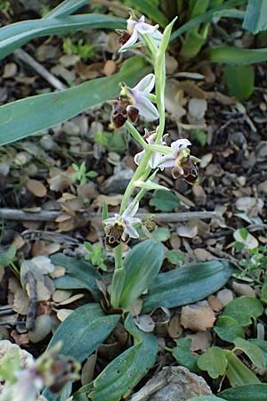 Ophrys heterochila / Various-Lip Bee Orchid, Rhodos,  Archangelos 26.3.2023 