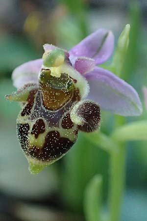 Ophrys heterochila / Various-Lip Bee Orchid, Rhodos,  Archangelos 26.3.2023 