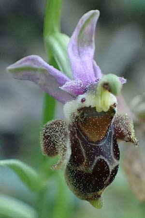 Ophrys heterochila \ Verschiedenlippige Ragwurz / Various-Lip Bee Orchid, Rhodos,  Archangelos 26.3.2023 