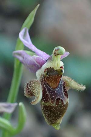 Ophrys heterochila \ Verschiedenlippige Ragwurz / Various-Lip Bee Orchid, Rhodos,  Archangelos 26.3.2023 
