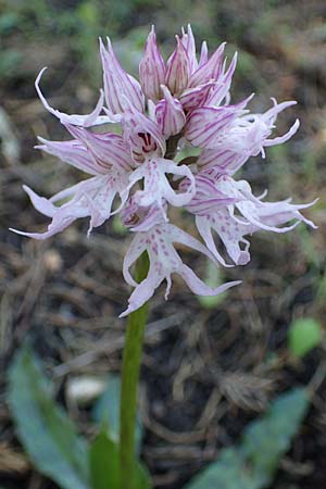 Orchis italica \ Italienisches Knabenkraut / Wavy-Leaved Monkey Orchid, Italian Man Orchid, Rhodos,  Kolymbia 18.3.2023 