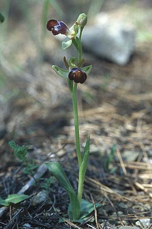 Ophrys apollonae \ Apollona-Ragwurz / Apollona Orchid, Rhodos,  Lardos 19.3.2005 