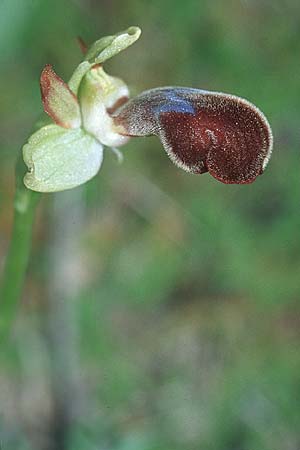 Ophrys apollonae \ Apollona-Ragwurz / Apollona Orchid, Rhodos,  Lindos 22.3.2005 