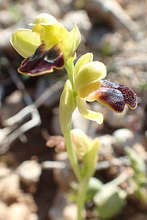 Ophrys parvula \ Kleinste Braune Ragwurz, Rhodos,  Prasonisi 26.3.2019 