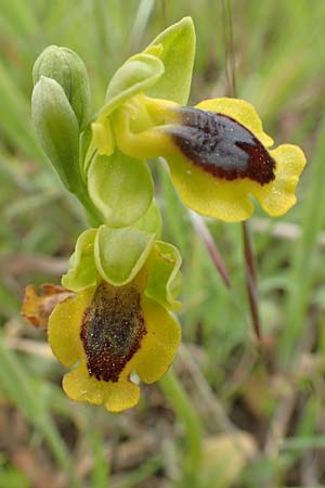 Ophrys phryganae \ Phrygana-Ragwurz / Phrygana Bee Orchid, Rhodos,  Profilia 5.4.2019 