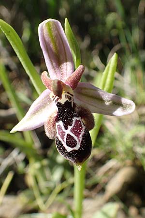 Ophrys reinholdii / Reinhold's Bee Orchid, Rhodos,  Laerma 24.3.2019 