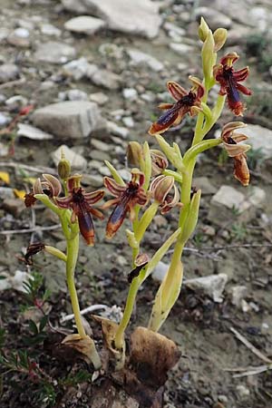 Ophrys regis-ferdinandii \ König-Ferdinand-Ragwurz / King-Ferdinand Bee Orchid, Rhodos,  Kattavia 1.4.2019 