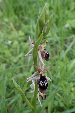 Ophrys reinholdii \ Reinholds Ragwurz / Reinhold's Bee Orchid, Rhodos,  Archangelos 17.3.2023 