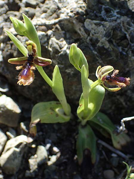 Ophrys regis-ferdinandii \ König-Ferdinand-Ragwurz / King-Ferdinand Bee Orchid, Rhodos,  Pastida 18.3.2023 