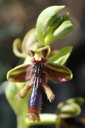 Ophrys regis-ferdinandii \ König-Ferdinand-Ragwurz / King-Ferdinand Bee Orchid, Rhodos,  Lindos 20.3.2023 