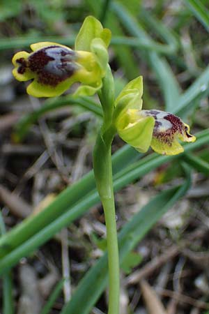 Ophrys sicula \ Kleine Gelbe Ragwurz / Sicilian Bee Orchid, Rhodos,  Archangelos 17.3.2023 