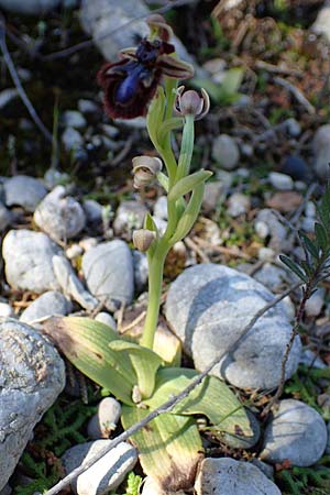 Ophrys speculum subsp. orientalis \ Östliche Spiegel-Ragwurz / Eastern Mirror Orchid, Rhodos,  Kolymbia 18.3.2023 