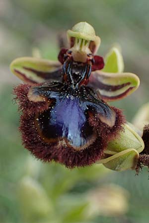 Ophrys speculum subsp. orientalis \ Östliche Spiegel-Ragwurz / Eastern Mirror Orchid, Rhodos,  Kamiros 22.3.2023 