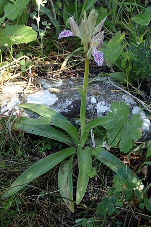 Anacamptis papilionacea subsp. thaliae \ Thalia-Schmetterlings-Knabenkraut / Thalia Butterfly Orchid, Rhodos,  Kolymbia 18.3.2023 