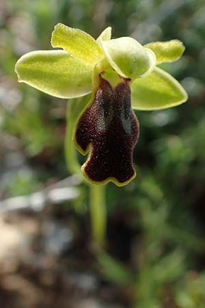 Ophrys parvula \ Kleinste Braune Ragwurz / Smallest Dull Orchid, Rhodos,  Prasonisi 1.4.2019 