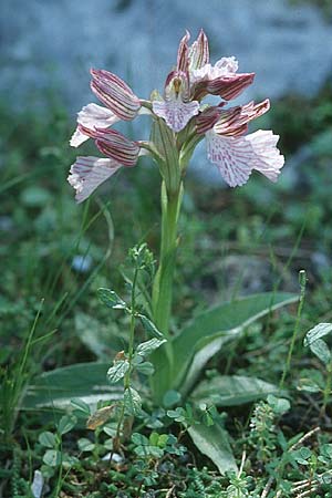 Anacamptis papilionacea subsp. aegaea \ Östliches Schmetterlings-Knabenkraut / Pink Butterfly Orchid, Rhodos,  Kolymbia 20.3.2005 