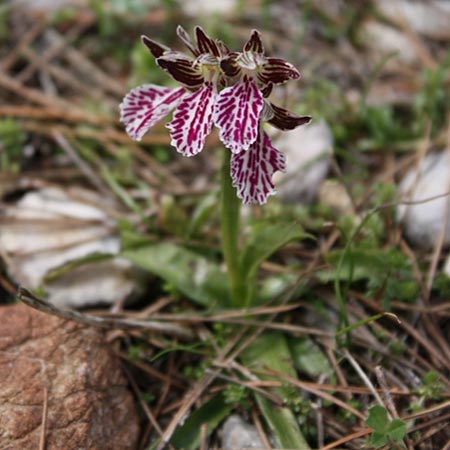 Anacamptis papilionacea subsp. thaliae \ Thalia-Schmetterlings-Knabenkraut, Rhodos,  Maritsa 26.3.2009 (Photo: Jan & Liesbeth Essink)