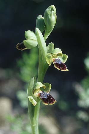 Ophrys parvula \ Kleinste Braune Ragwurz / Smallest Dull Orchid, Rhodos,  Kattavia 23.3.2005 