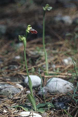 Ophrys eptapigiensis \ Sieben-Quellen-Ragwurz / Seven-Sources Bee Orchid, Rhodos,  Epta Piges 20.3.2005 