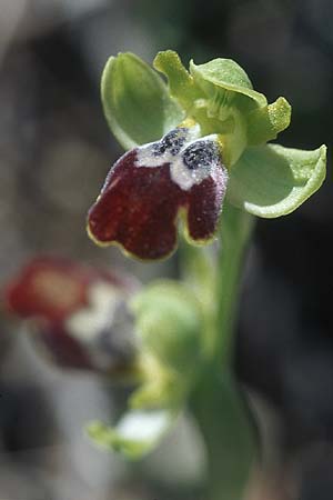Ophrys eptapigiensis \ Sieben-Quellen-Ragwurz, Rhodos,  Epta Piges 20.3.2005 