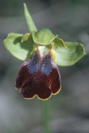 Ophrys eptapigiensis / Seven-Sources Bee Orchid, Rhodos,  Epta Piges 20.3.2005 