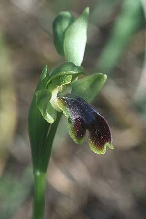 Ophrys persephonae \ Persephone-Ragwurz / Persephons's Bee Orchid, Rhodos,  Laerma 24.3.2005 