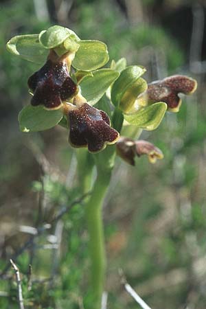 Ophrys persephonae \ Persephone-Ragwurz / Persephons's Bee Orchid, Rhodos,  Haraki 26.3.2005 