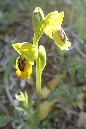 Ophrys phryganae / Phrygana Bee Orchid, Rhodos,  Kattavia 26.3.2019 