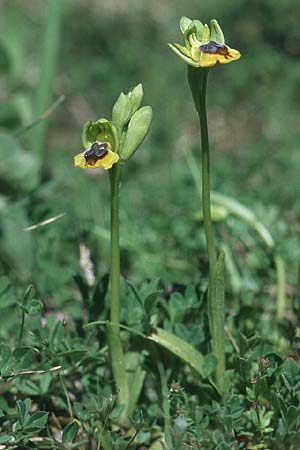 Ophrys phryganae \ Phrygana-Ragwurz / Phrygana Bee Orchid, Rhodos,  Kattavia 23.3.2005 