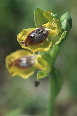 Ophrys phryganae / Phrygana Bee Orchid, Rhodos,  Lahania 25.3.2005 